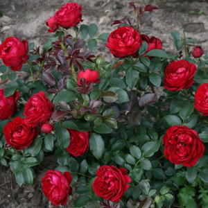Diskretni miris ruže - Ruža - Till Eulenspiegel ® - 